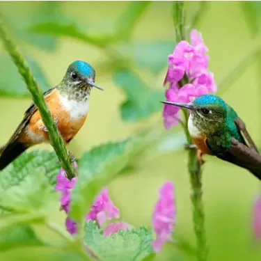 Ĉu la koloro de kolibro-manĝejo efikas sur la allogeco de kolibro?